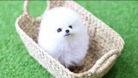 Cute Pomeranian Puppies Doing Funny Things | Cute and Funny Dogs