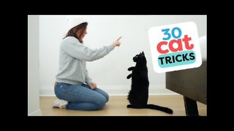 30 Tricks To Teach Your Cat in 3 minutes