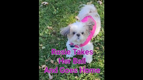 Rosie Takes Her Ball And Goes Home (Featuring Rosie The Shihtzu)