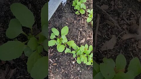 Radish Spacing