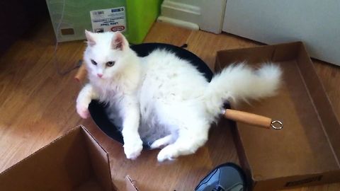 This Fluffy Cat Is Stuck In A Pan