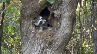 Mama Raccoon Tries To Nap But Babies Are Keeping Her Up (Widescreen) #4K