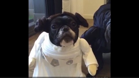 French Bulldogs love Star Wars cosplay outfits