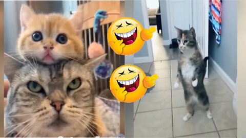 Cat funny moments don't Miss Laugh 🤣🤣😂