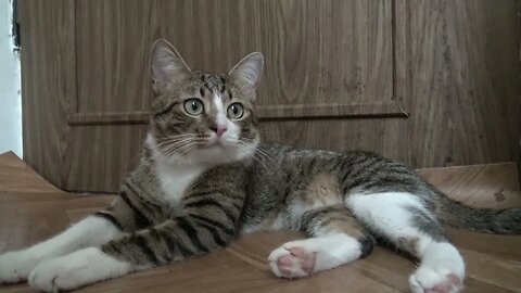 Sweet Little Cat Relaxes on the Floor