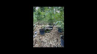 Bamboo Saves Tortoises - Ocoee Bamboo Farm 407-777-4807