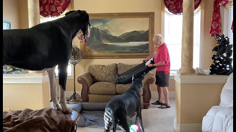Funny Great Danes & Cat Supervise Assembly Of New Jumbo Pet Bed