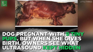 Dog Pregnant With 9 Tiny Pups. But When She Gives Birth, Owners See What Ultrasound Kept Hidden