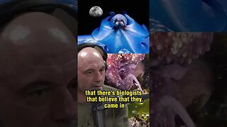 The Mysterious Intelligence of Octopus: Are They Aliens? Joe Rogan and Forrest Galante