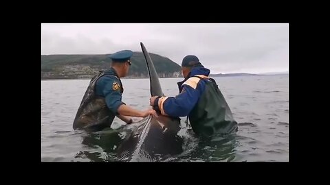 A small killer whale stuck aground in Gertner Bay near Magadan