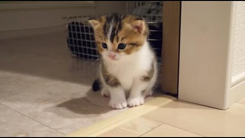 Kitten nick gets upset with his grumpy aunts