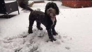 Tilluy, the dog who loves to play in the snow