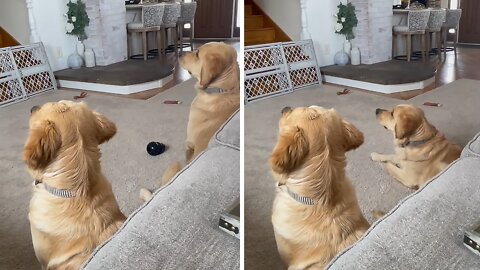 Golden Retrievers Heavily Invested In Tv Show