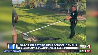 SRO helps remove alligator from Estero High campus