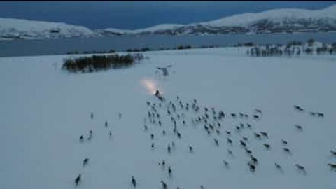 Wild reindeer chase snow mobile