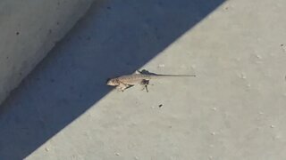 A lizard on the Pedestrian Bridge