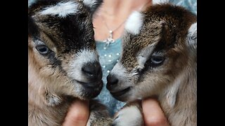 Baby goat brothers climbing, playing & exploring.