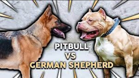 Who will win? German Shepherd Or Pitbull....??Lets see till end....Who Wins..