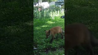 Baby Fox Loves His Momma Fox