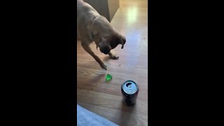 Chihuahua makes it clear he doesn't like jello