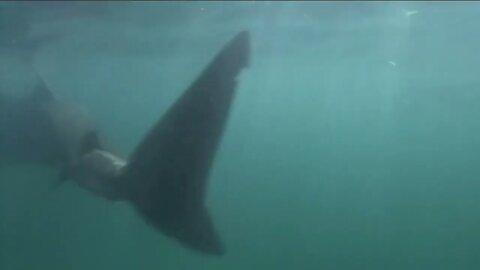 Basking Shark - Interesting facts about Breaching Basking Sharks-8