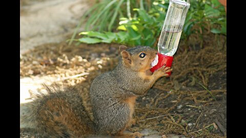 What wouldn't a determined squirrel do to quench his thirst?