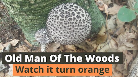 Old Man Of The Woods, watch it turn orange when it's cut open.