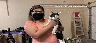 Cat found in Las Vegas reunites with California family