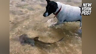 Courageous dog spotted frolicking with shark in adorable video