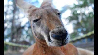Adorable kangaroos just for you