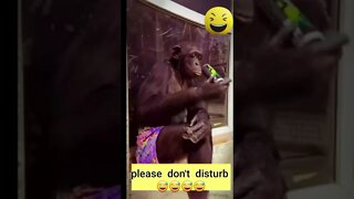 Monkey Drinking | Funny Monkey #shorts