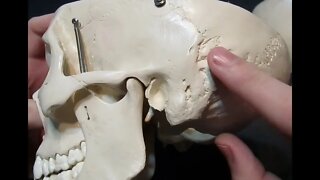 Identification of Bony Landmarks - Temporal Bone (Skull)