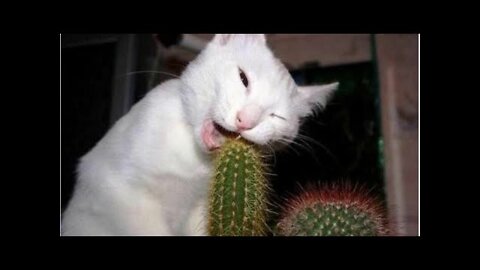 TikTok Funny CATS try not to laugh 2022 tik tok funny videos
