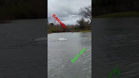Flooded river RC boat driving