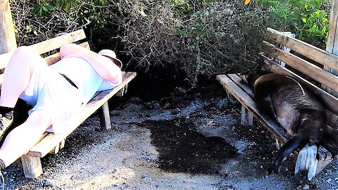 Tourist And Sea Lion Share A Shady Spot For A Nap In The Galapagos