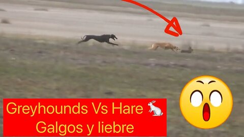 2 Greyhounds Vs1 Rabbit 😱 2 galgos frente a 1 conejo 2 борзых против 1 кролика 2 سلوقي ضد ارنب واحد