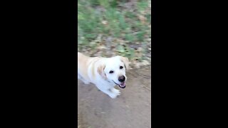 "Feelin' Groovy" a Summer walk with Chamois our new Yellow Lab after RILEY