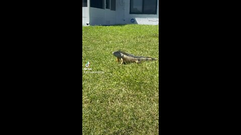 Pesky iguanas down here in South Florida