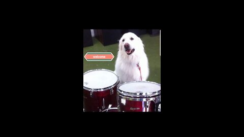 Puppy Drums