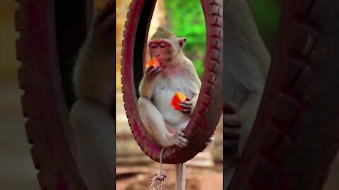 Amazing video of a funny monkey