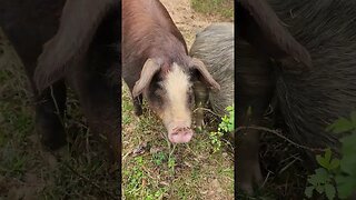 Hereford Pig is Curious @UncleTimsFarm #kärnəvór #carnivore #pigtalk #shrots