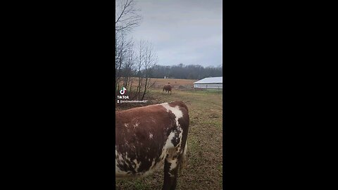 Happy cows and calves.