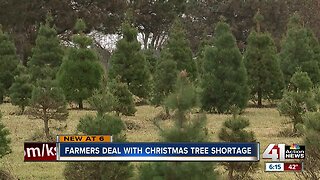 Kansas City metro could see Christmas tree shortage this year