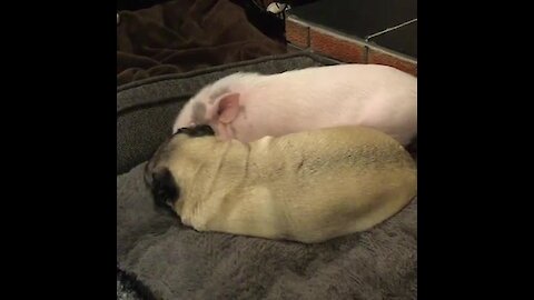 Pig and pug are the ultimate snuggle buddies