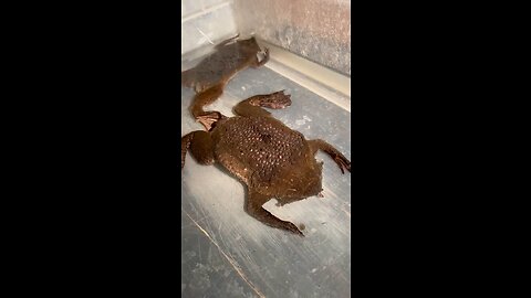 Baby Toad Born From Mom’s Back