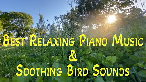 Best Relaxing Piano Music & Soothing Bird Sounds