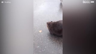 Ce castor attaque sauvagement un chat en Russie!