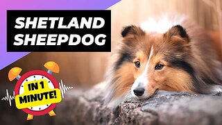 Shetland Sheepdog - In 1 Minute! 🐶 One Of The Most Intelligent Dog Breeds In The World