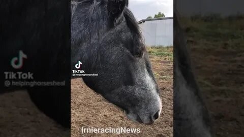 REAL CDN COWBOY -Rescued Horse