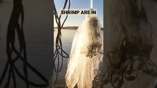 The Shrimp are In!